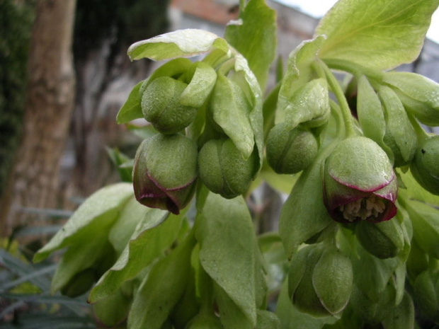 Helleborus foetidus