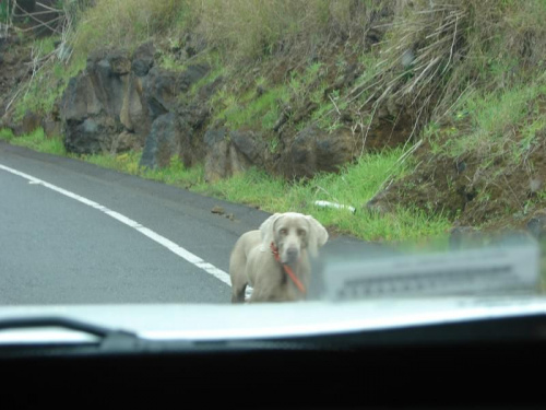 tego bezdomnego psa spotkałyśmy na drodze, bardzo długo biegł za nami, #pies #droga #Hawaje #wyspa