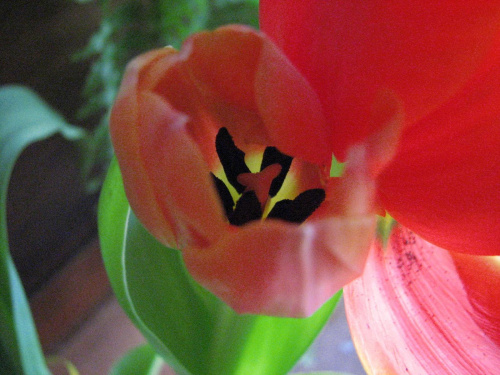 Kolejny tulipan:) Powiało wiosną;)