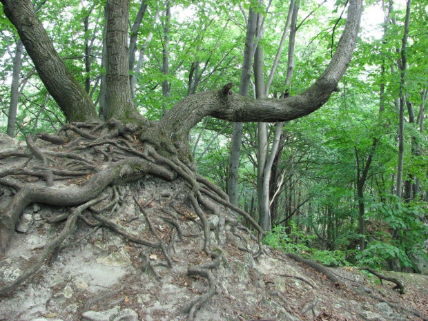 Zamek Ostrężnik.