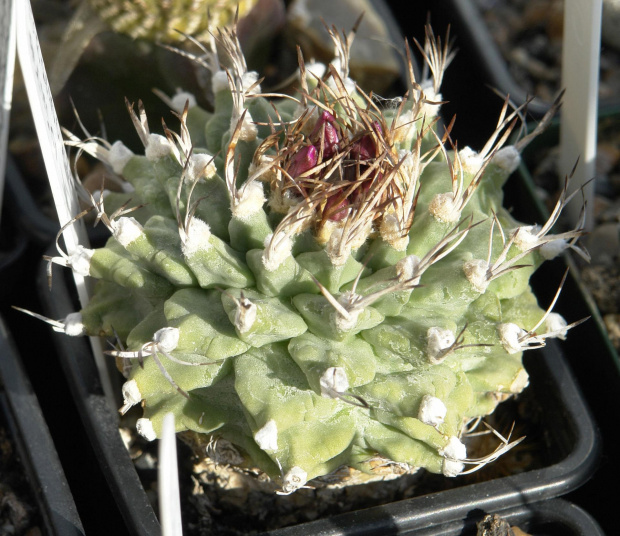 Turbinicarpus alonsoi