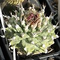 Turbinicarpus alonsoi