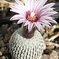 Turbinicarpus pseudopectinatus