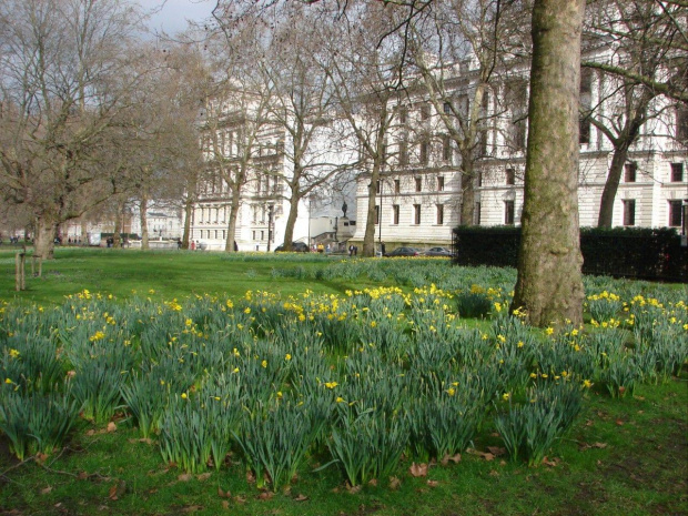 Wiosna w Londynie! Żonkile w St.James Park'u