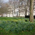 Wiosna w Londynie! Żonkile w St.James Park'u