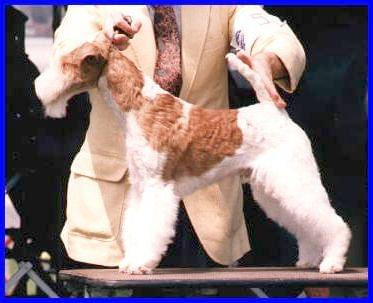 ginger wire fox terrier