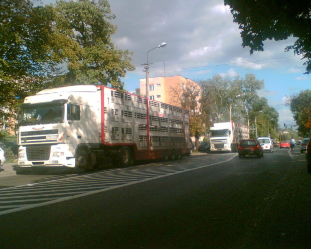 Auta do Transportu Zwierząt