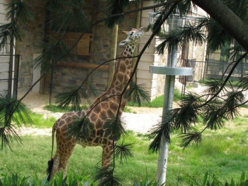 Żyrafa w waszyngtońskim zoo. Wygląda, jak namalowana, ale jest żywa.