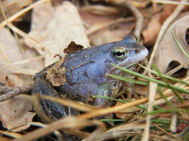 Niebieska żaba w Rezerwacie Piskory #żaba #płaz #płazy