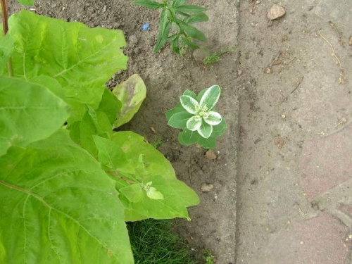 Wilczomlecz białobrzegi Euphorbia marginata #kwiaty