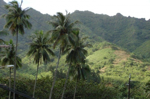 gęsto porośnięte zbocza gór, #Hawaje #natora #wyspa #Oahu