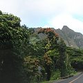 zieleń i kwiaty na każdej drodze, #Oahu #Hawaje #wyspa