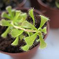 Drosera glabripes 'Hermanus, Africa' , moja nowa rosiczka.zapłaciłem jak za mała a dostałem dużą, w Nepenti robi sie dobre zaukupy :)