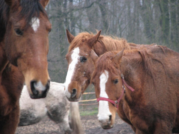 konie #Fundacja #Tara #Nieszkowice #Scarlet