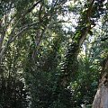 kamienną ścieżką droga prowadziła nas w górę, otaczały nas drzewa i pnącza, #Maui #Hana #wyspa #natura