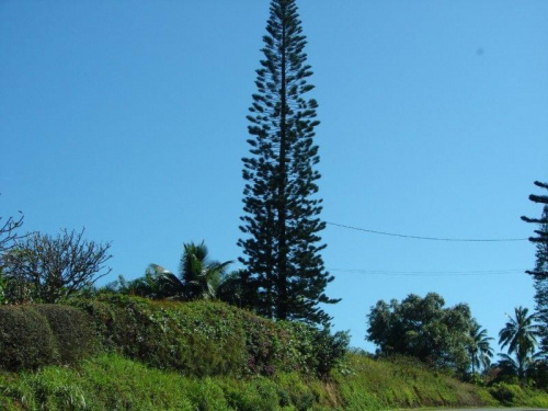 świerk dostojnie góruje, #Maui #natura #wyspa