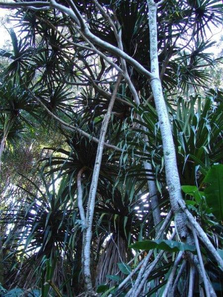 palmy już wcześniej spotykane, #pawie #Hawaje #Maui #Hana #natura