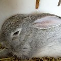 Ksysio lula, tylko go nie obudzić.... #królik #króliki #zwierzęta #Ksysio