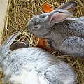 najedzone, opite i śpią:))) #królik #króliki #zwierzęta #Ksysio #Bożenka