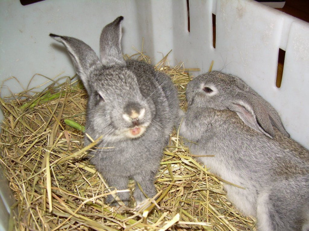 Bożenka się śmieje:)))) #królik #króliki #zwierzęta #Ksysio #Bożenka