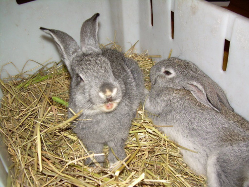 Bożenka się śmieje:)))) #królik #króliki #zwierzęta #Ksysio #Bożenka