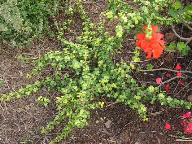 portulacaria