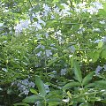 Plumbago capensis