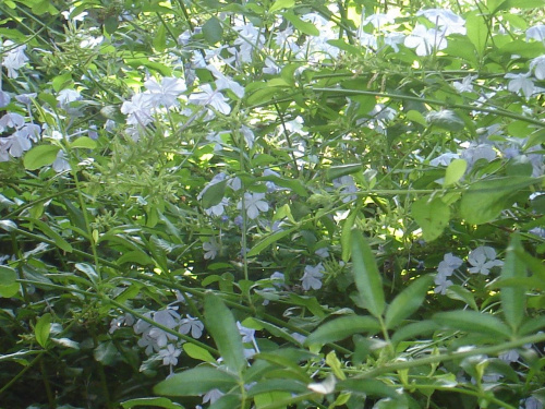 Plumbago capensis