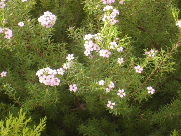 Pink Diosna (Coleonema pulchrum )