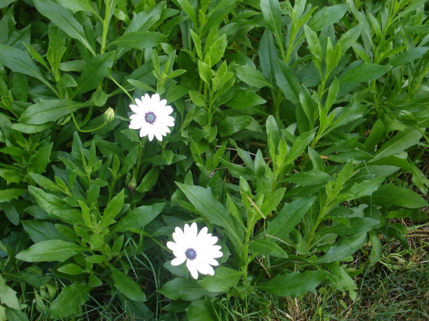 African Daisy