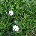 African Daisy