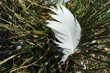 #jezioro #woda #piórka #ludzie