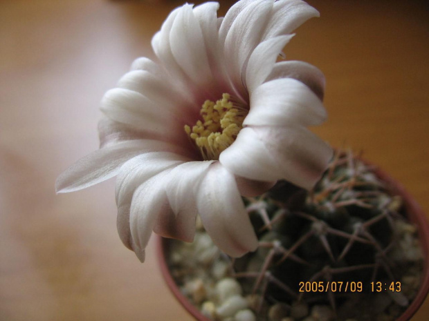 Gymnocalycium