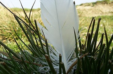 #jezioro #woda #piórka #ludzie