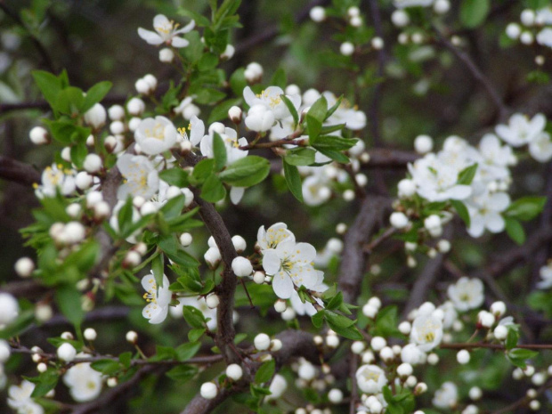 white tree