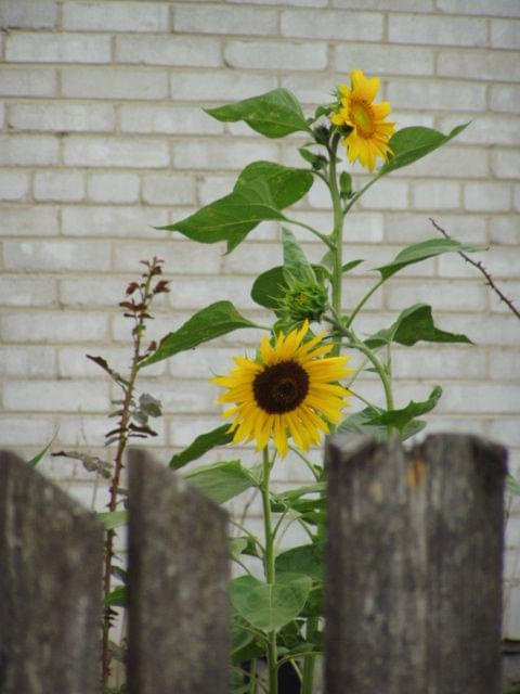 sunflower & fence