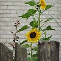 sunflower & fence