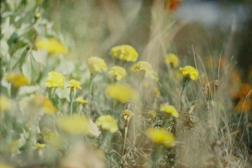 Żółte Kwiatki