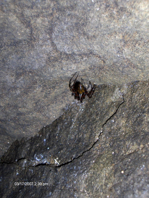 Jeden z licznych mieszkańców jaskini - Meta menardi (?)