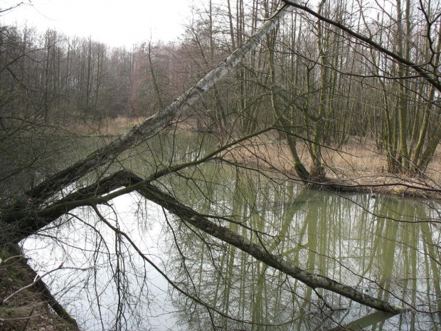 Rzeka Mroga pomiędzy miejscowościami Rochna - Bogdanka, Stare Koluszki #Koluszki #rzeka #Mroga #wędkarstwo