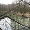 Rzeka Mroga pomiędzy miejscowościami Rochna - Bogdanka, Stare Koluszki #Koluszki #rzeka #Mroga #wędkarstwo