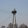 Bocian przyleciał! Zdjęcia z Łukowa śl. powiat Rybnik.