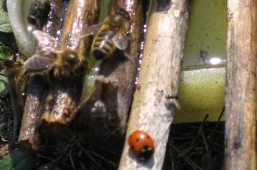 Dzisiaj w moim lasku i pasiece - pszczoły przy wodopoju. #las #kwiaty #pszczoły #wiosna #pszylaszczki #chronione #poidło #biedronka