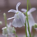 Utricularia sandersonii