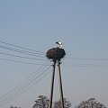 Bocian przyleciał! Zdjęcia z Łukowa śl. powiat Rybnik.