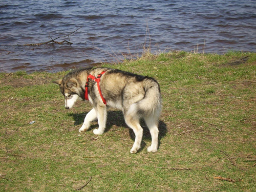 #pies #zwierzęta #AlaskanMalamute