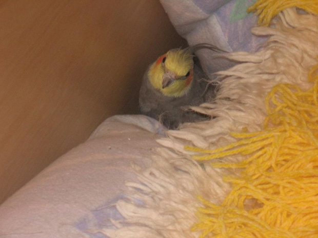 w poszukiwaniu gniazdka - może pod poduszką będzie cieplej? #nimfa #papuga #zeberki #klatka #skrzydła