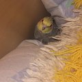 w poszukiwaniu gniazdka - może pod poduszką będzie cieplej? #nimfa #papuga #zeberki #klatka #skrzydła