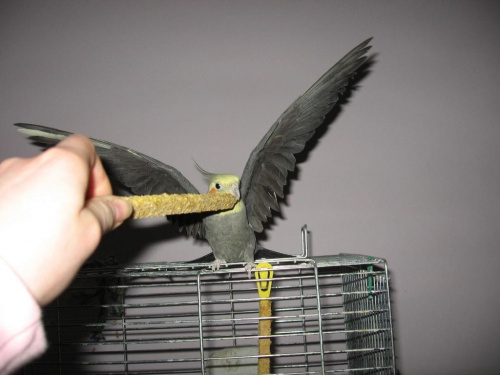 postraszę troszkę skrzydłami :) #nimfa #papuga #zeberki #klatka #skrzydła