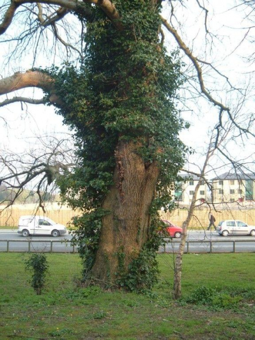 Drzewo #drzewo #Letterkenny